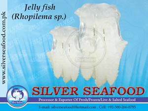 Wholesale seafood: Salted Jelly Fish
