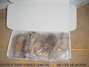 Wholesale blocks: Frozen Cuttle Fish Whole Round