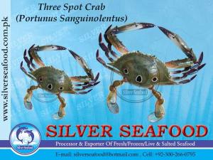Wholesale aquatic: Three Spotted Crab