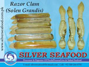 Wholesale Shellfish: Razor Clam