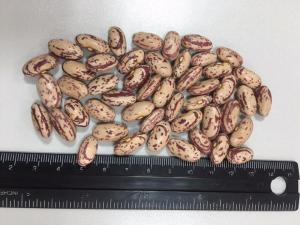 Wholesale speckled kidney bean: Grade AA Light Speckled Kidney Beans