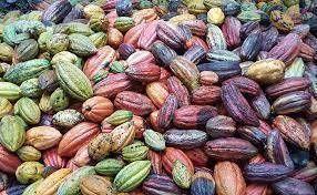 Wholesale cocoa fat: Cocoa Beans