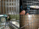 Sell Galvanized/PVC welded wire mesh