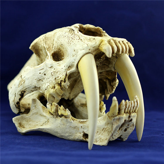 Human Skull American Sabertooth Skull Made Up with 1: 1 High Copy Resin ...