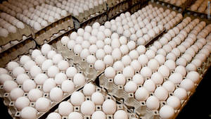 Wholesale packing paper: White Fresh Eggs