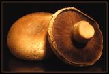 Portabella Fresh Mushrooms from China