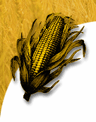 Feed Yellow Corn
