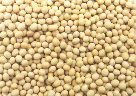 Yellow Soybean Grade 2 - Zim-ex inc.