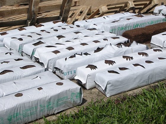 Grow Bags