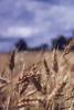 Soft White Wheat- USA Origin