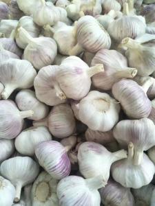 Wholesale white garlic: Normal White Garlic/Pure White Garlic/Red Garlic/Purple Garlic/Snow White Garlic/Super White Garlic/