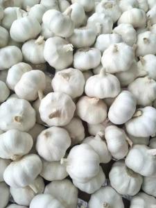 Wholesale white garlic: Normal White Garlic/Pure White Garlic/Red Garlic/Purple Garlic/Snow White Garlic/Super Whitee Garlic
