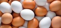 Sell Fresh Brown and White Table Chicken Eggs In Bulk