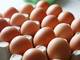 Sell Best Quality Organic Fresh Chicken Table Eggs