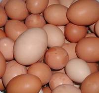 Sell Fresh Chicken Table Eggs/Fresh Chicken Hatching EGGS