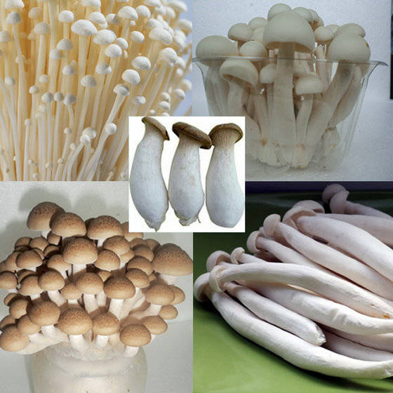 Sell Fresh Mushroom