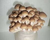 Fresh Brown Shimeji Mushroom