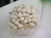Shimeji  White Mushroom