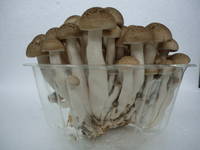 Shimeji Brown Mushroom