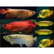 Arowana Fish