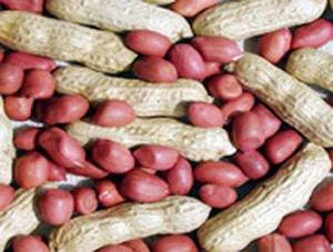 Groundnut Kernel