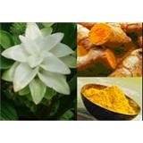 Turmeric Extract