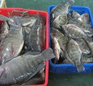 Black Tilapia