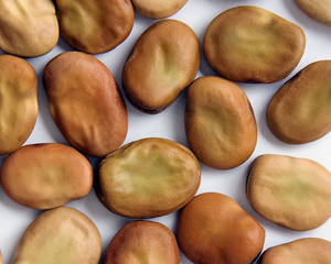 Fava Beans