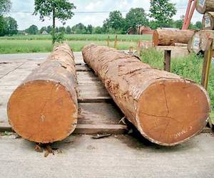 Teak Logs