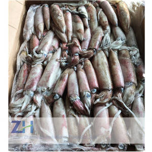 Loligo Squid