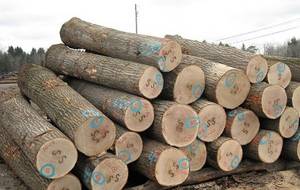 Oak Logs