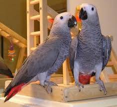Amazon Parrots