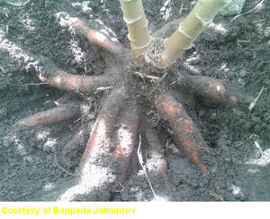Fresh Cassava