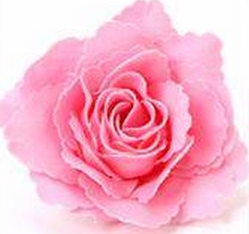 Big Soap Rose Flower